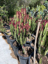 Load image into Gallery viewer, clustered Large Euphorbia Trigona Rubra African Milk Tree