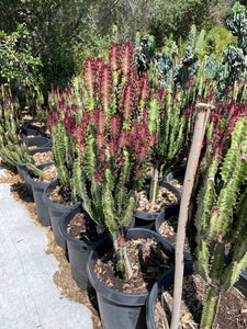 clustered Large Euphorbia Trigona Rubra African Milk Tree