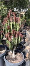 Load image into Gallery viewer, clustered Large Euphorbia Trigona Rubra African Milk Tree