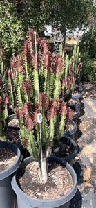 clustered Large Euphorbia Trigona Rubra African Milk Tree