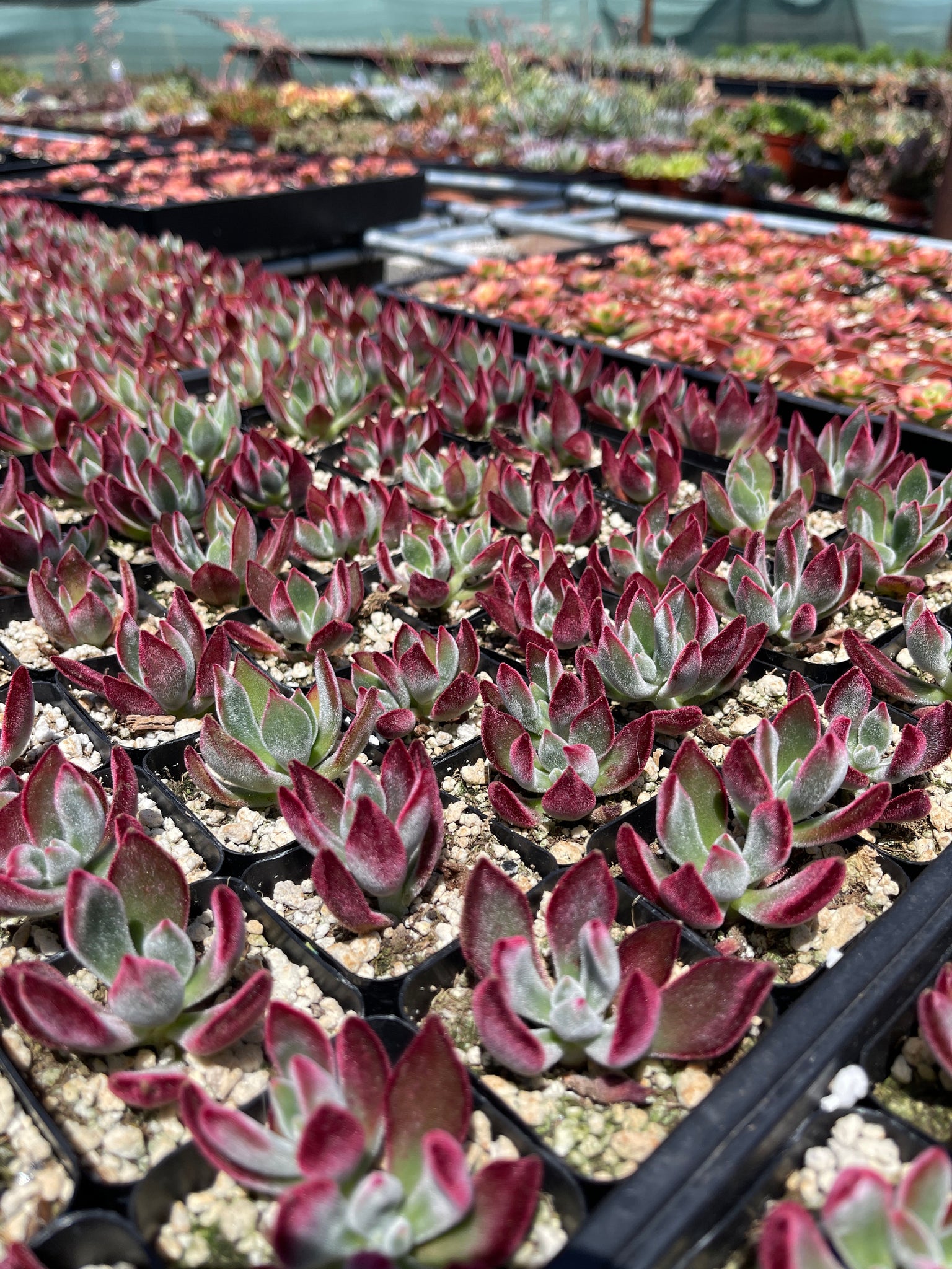 ruby slippers succulent care Echeveria Ruby Slippers Succulent Live Plant 2'' pot – Dose of Succulents