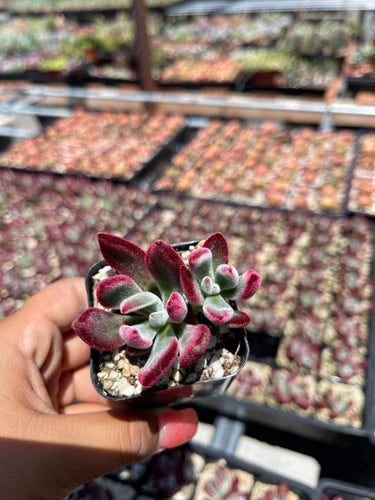 2” pot Echeveria Ruby Slippers red colors