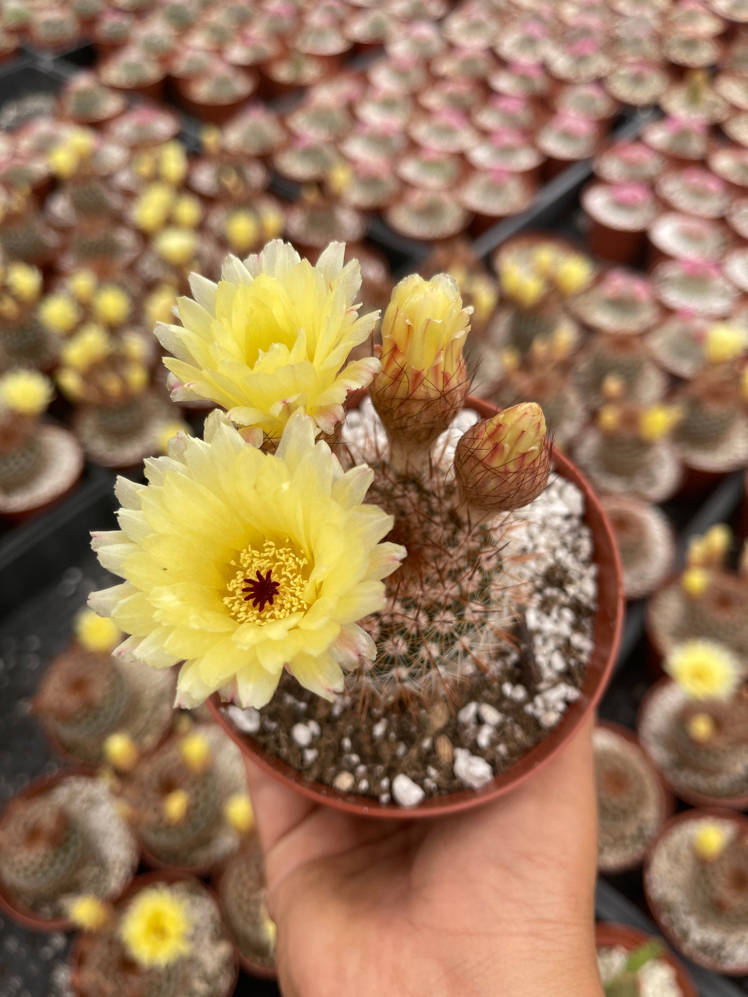 yellow flowering succulents Flowering Mammillaria Cactus Yellow Flower 4'' Pot Live Plant