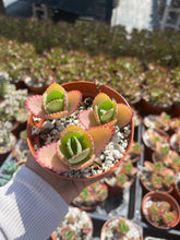 Load image into Gallery viewer, 4” Mother of thousands Devil’s backbone Bryophyllum daigremontianum