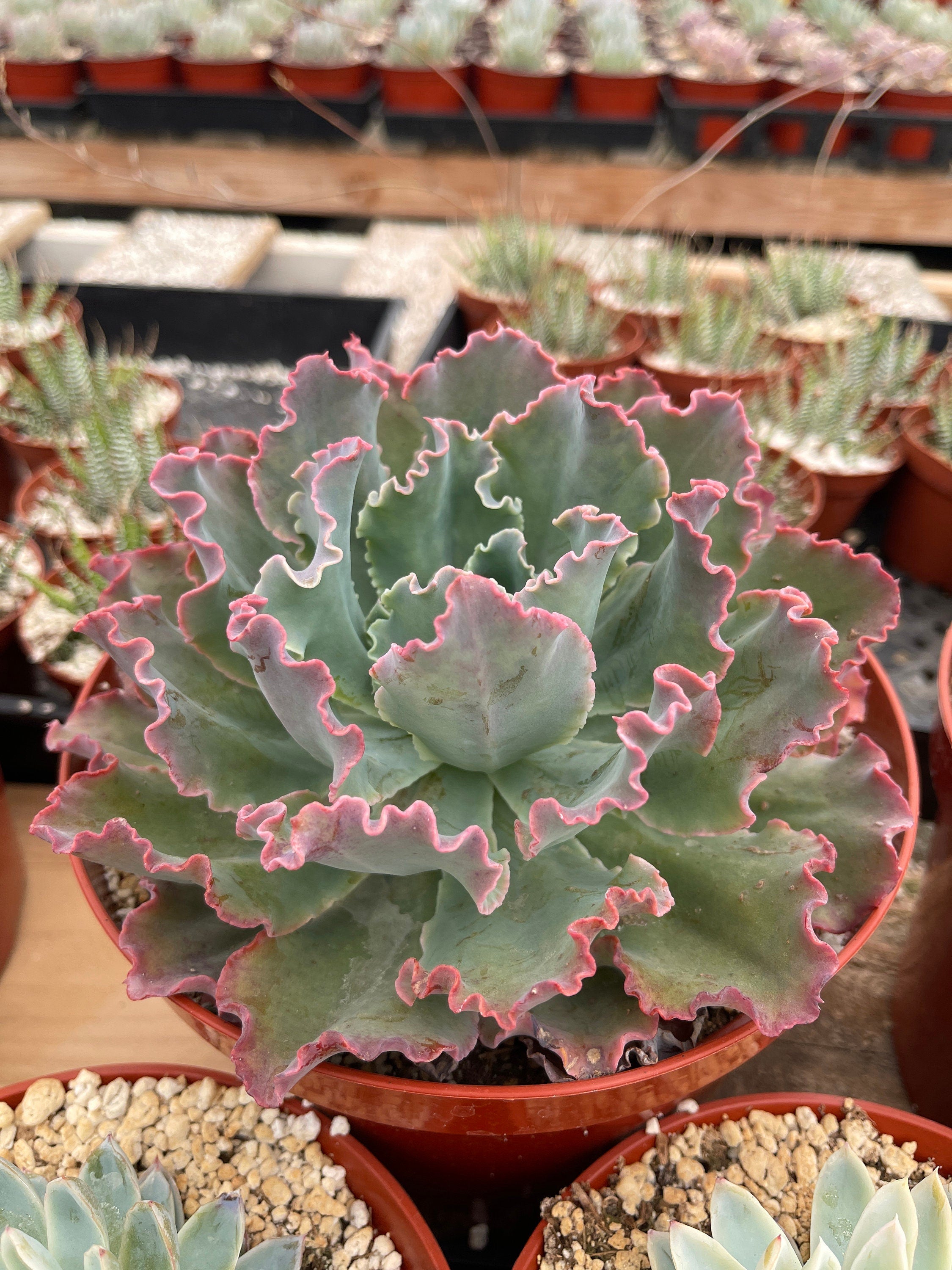 blue curls succulent Echeveria Blue Curls 8'' Pot Live Plant