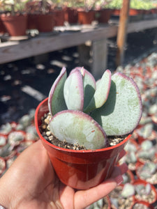 4” Silver Dollar Jade Plant