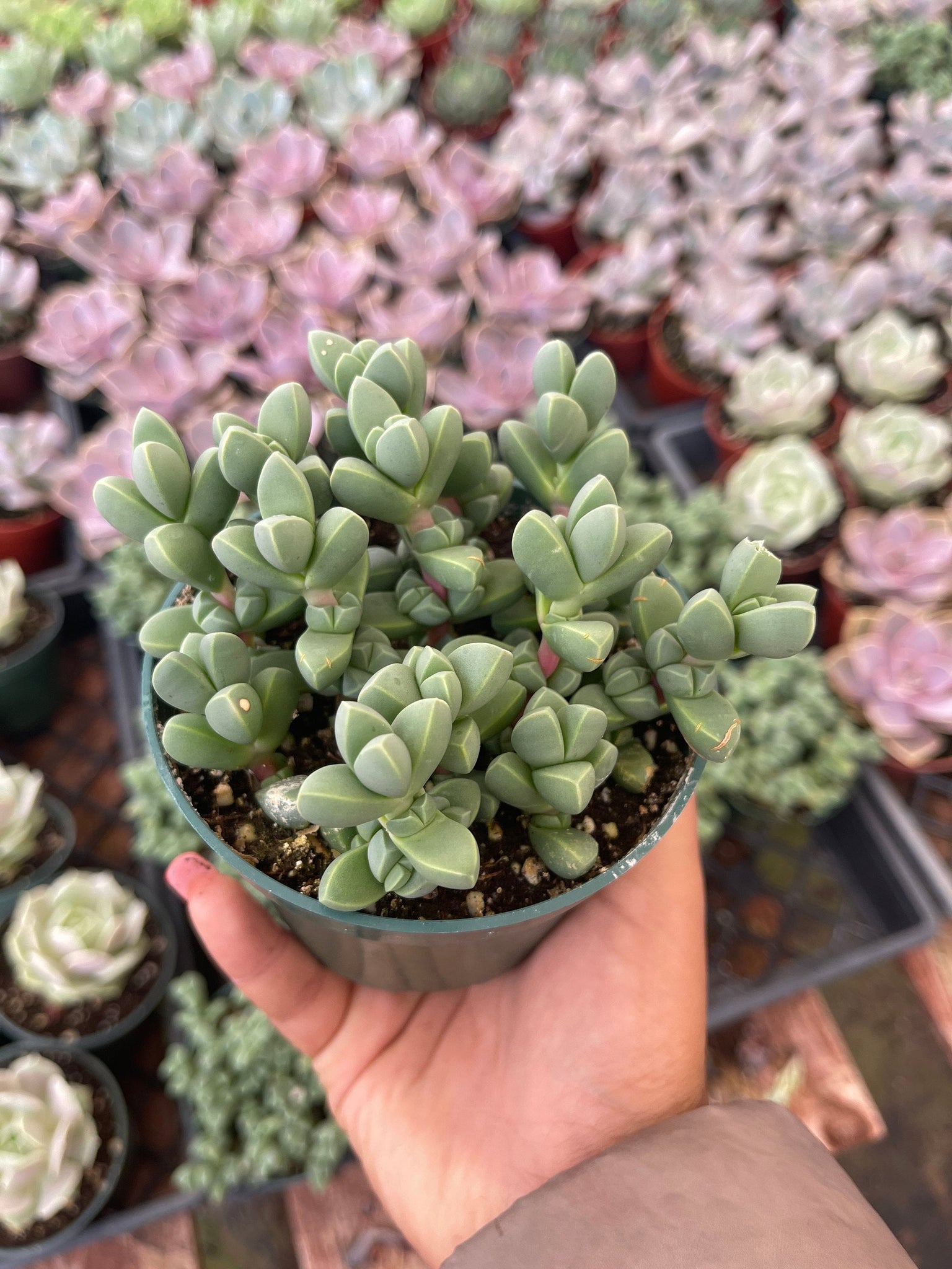 ice plant succulent indoors Corpuscularia lehmannii
