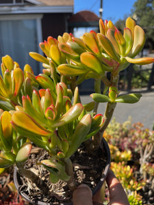 Jade Hobbit Yellow Variegated Rare Plant 6” pot