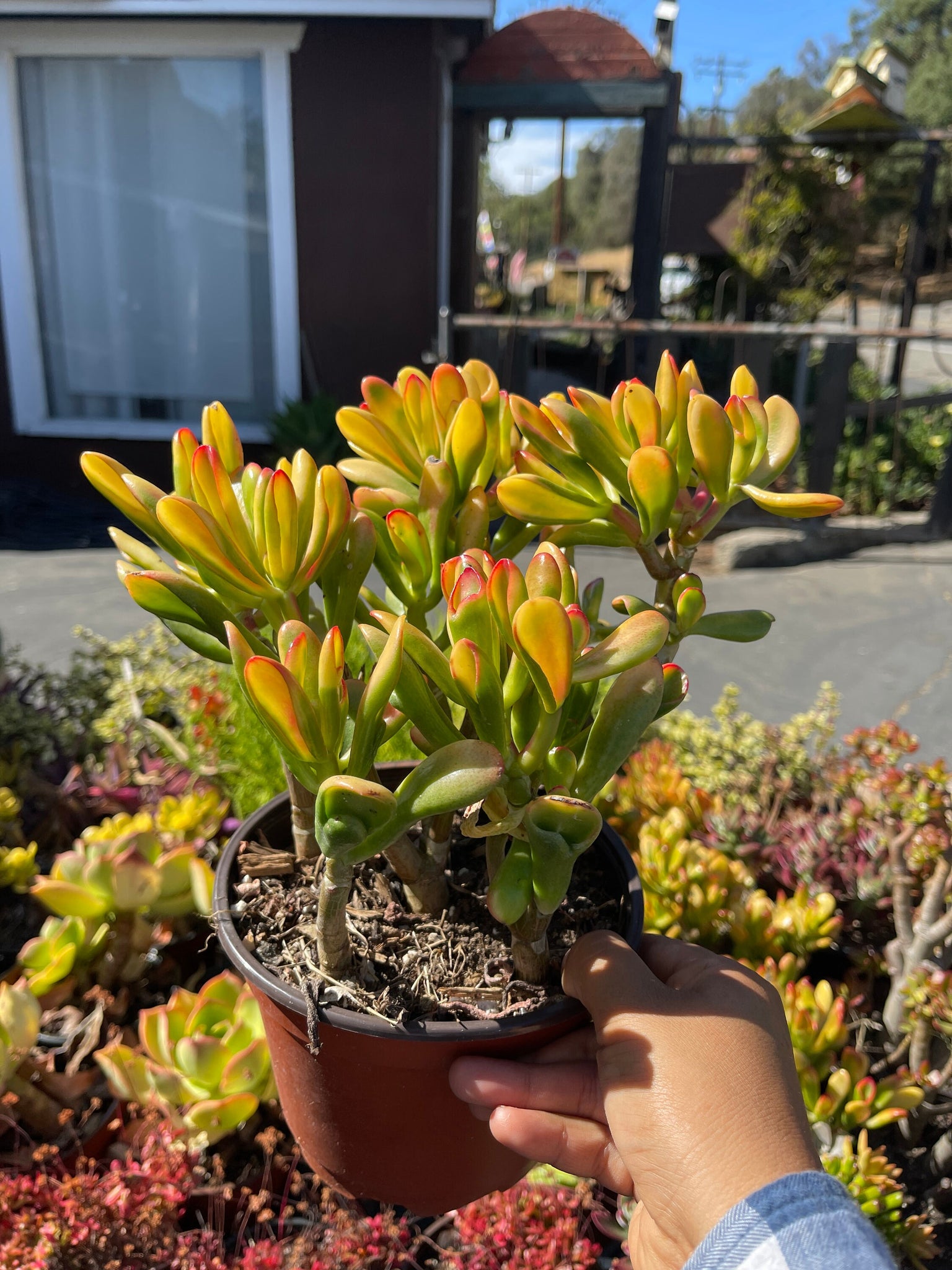 variegated jade plant rare Jade Hobbit Yellow Variegated Rare Plant 6” pot – Dose of Succulents