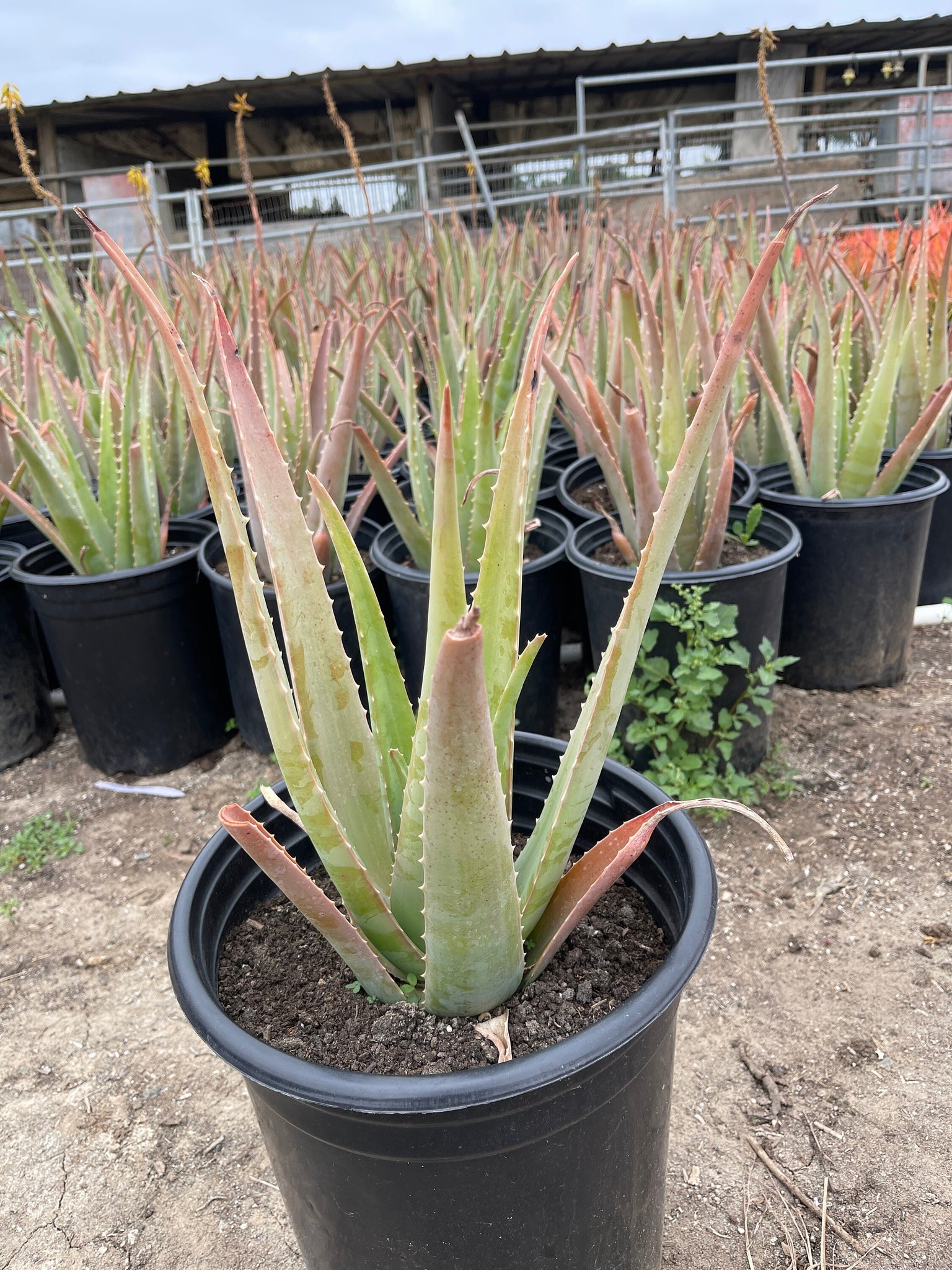 large aloe vera plant pot Large Aloe Vera Plant Bare root – Dose of Succulents