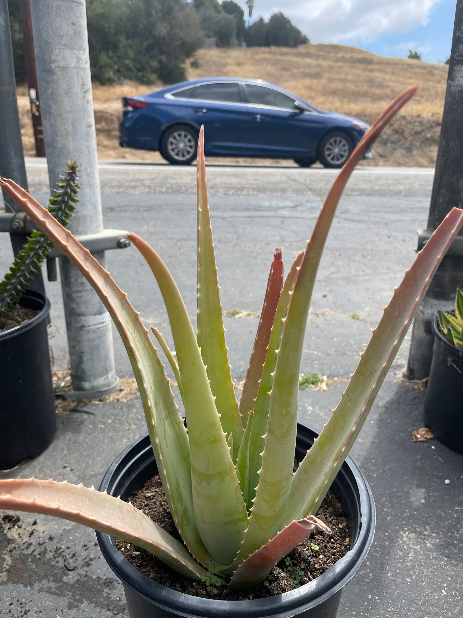 where to buy a large aloe vera plant Large Aloe Vera Plant Bare root – Dose of Succulents
