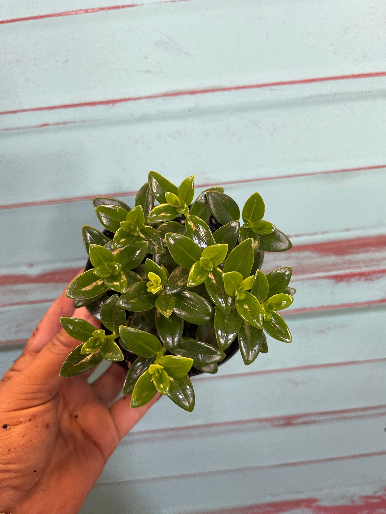 goldfish plant succulent Goldfish Plant Nematanthus Live Plant 4'' pot – Dose of Succulents
