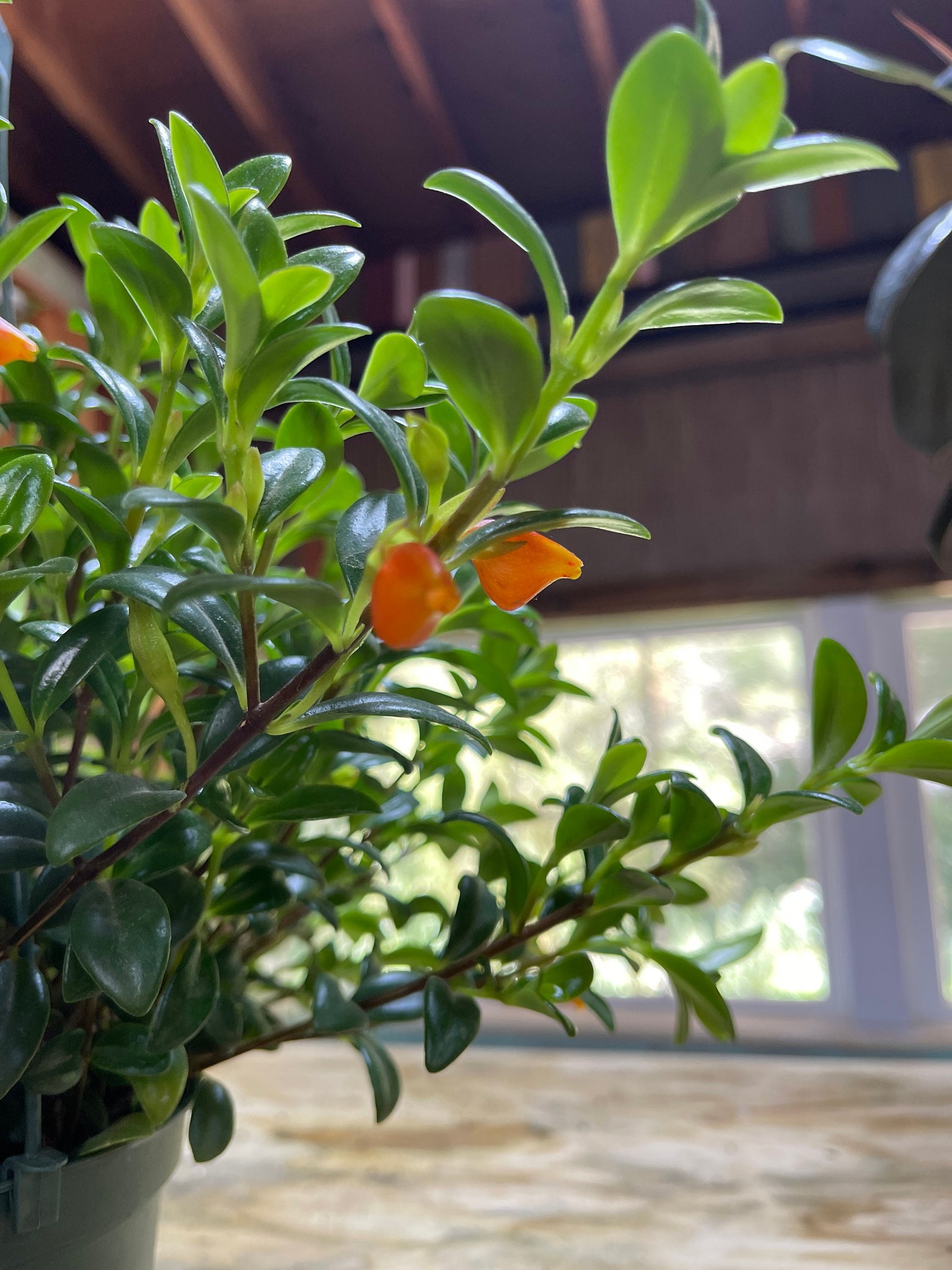 goldfish plant pot size Goldfish Nematanthus 6'' Pot Live Plant – Dose of Succulents