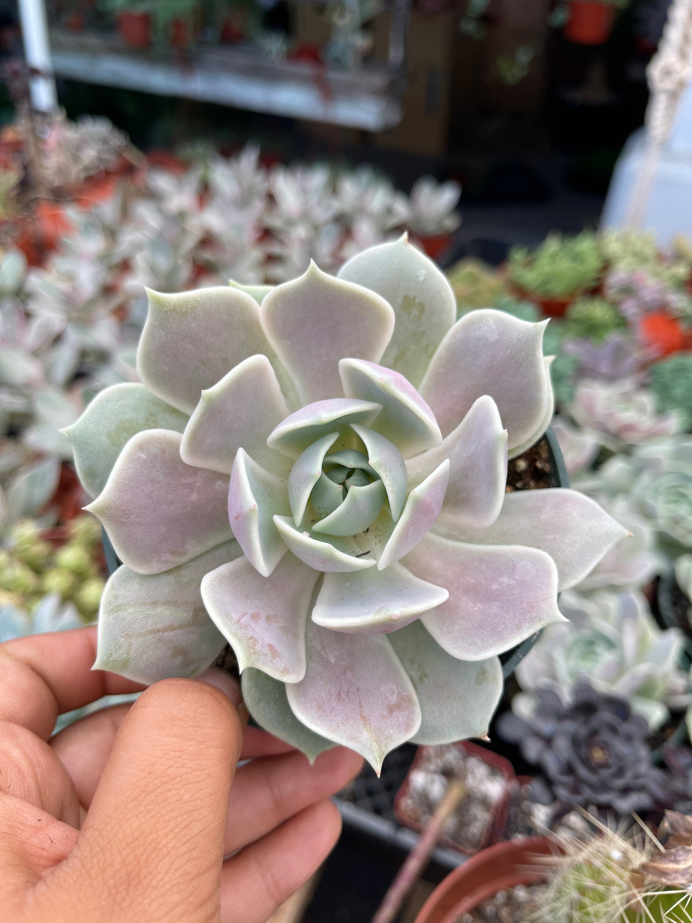 Echeveria 'Lola' 4 Inch