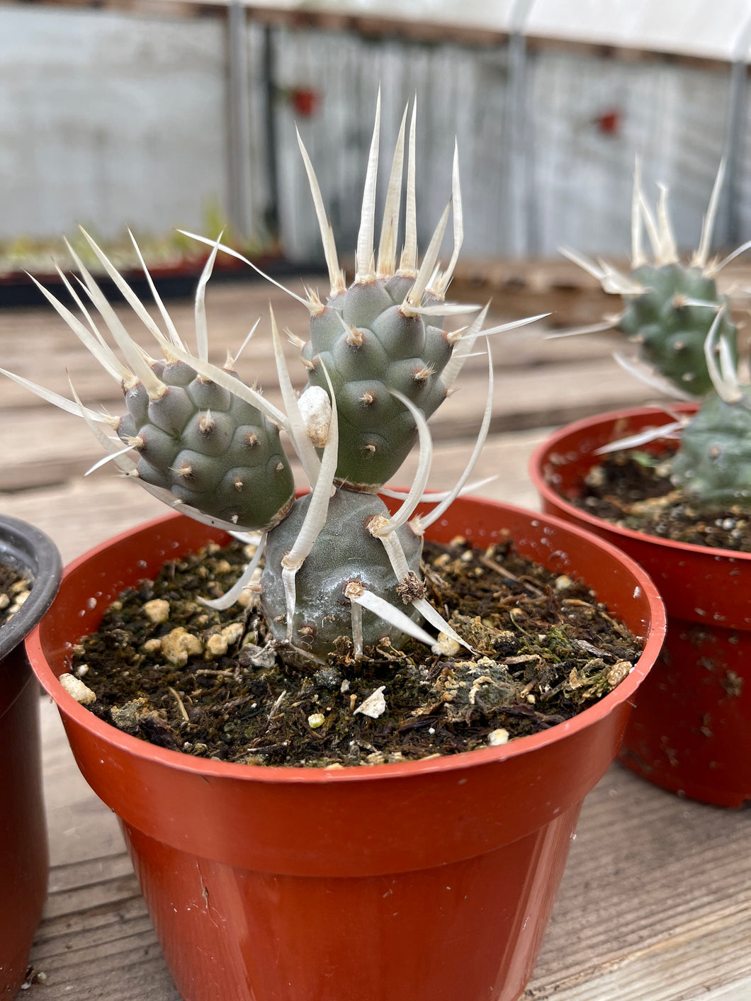 Tephrocactus Articulatus Paper Spine Cactus 4” pot