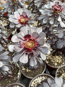 Aeonium Black Rose black leaves stem woody succulent plant
