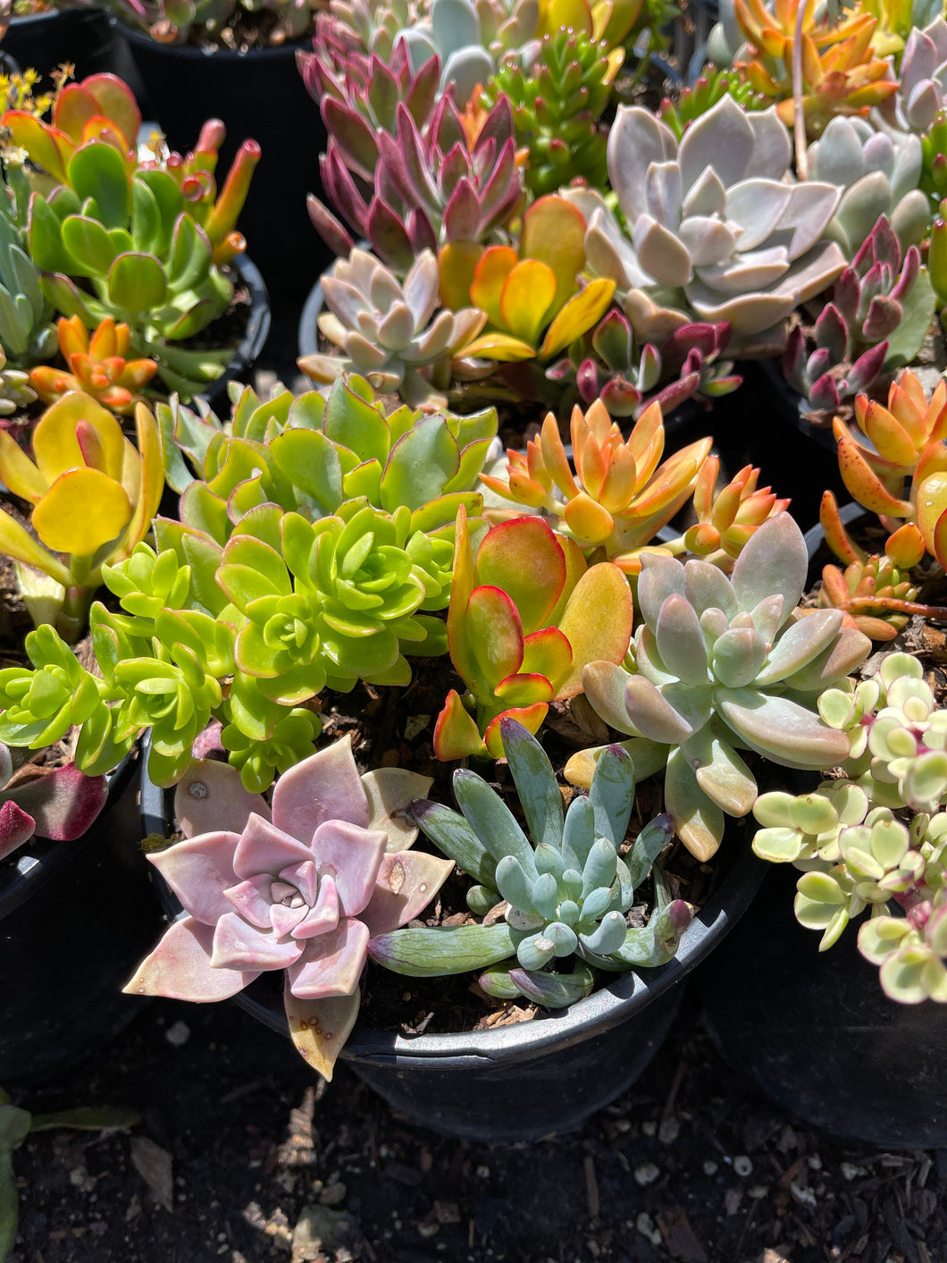 Assorted Succulent Arrangement in a 1gal pot