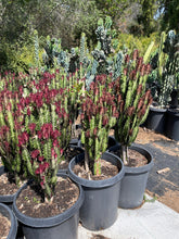 Load image into Gallery viewer, clustered Large Euphorbia Trigona Rubra African Milk Tree