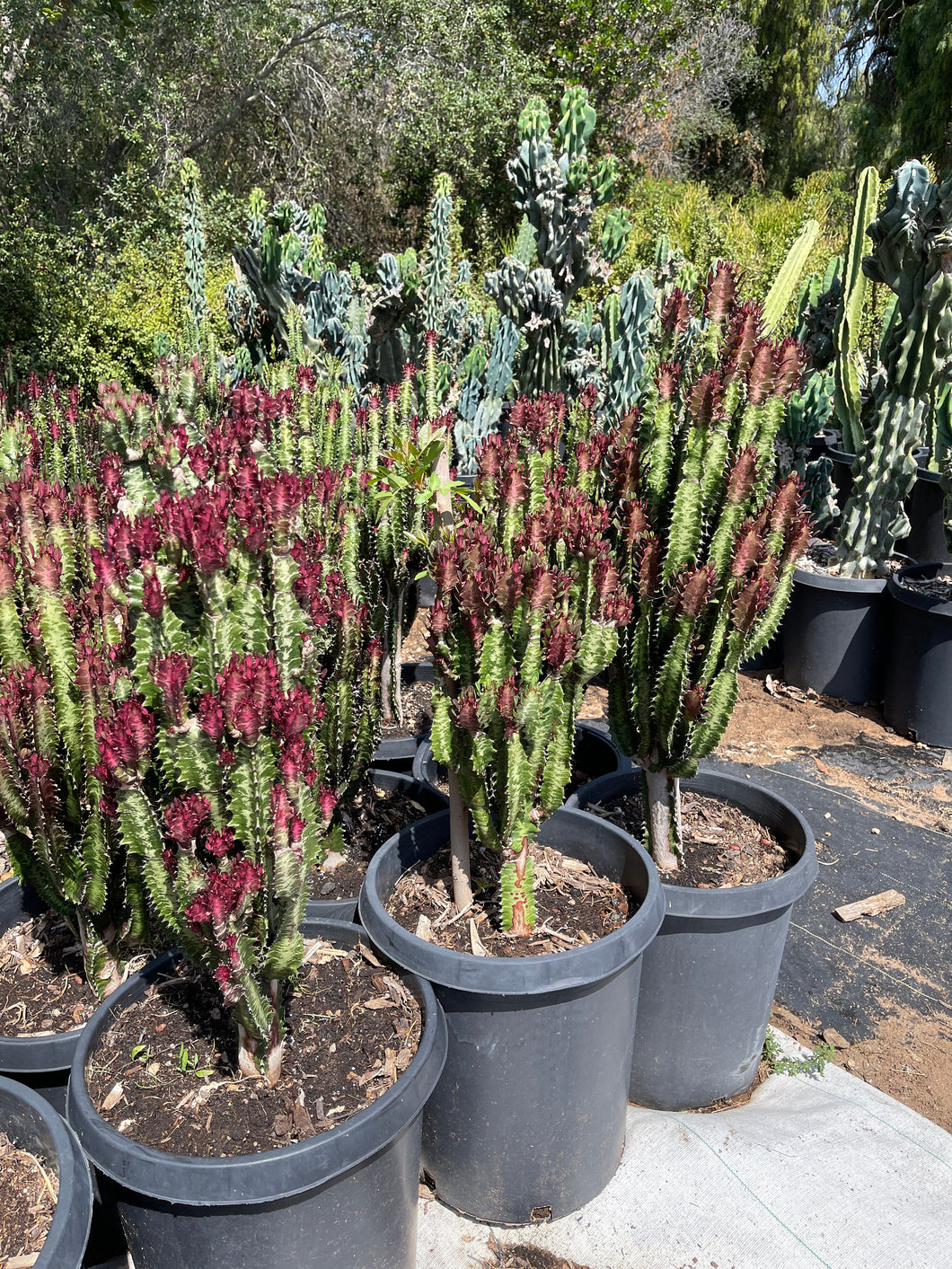 clustered Large Euphorbia Trigona Rubra African Milk Tree