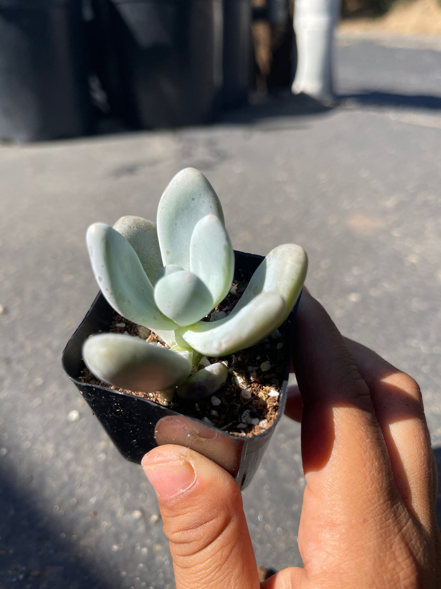 moon stone succulent Pink Moonstone Succulent 2” Pot – Dose of Succulents