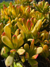 Load image into Gallery viewer, Jade Hobbit Yellow Variegated Rare Plant 6” pot