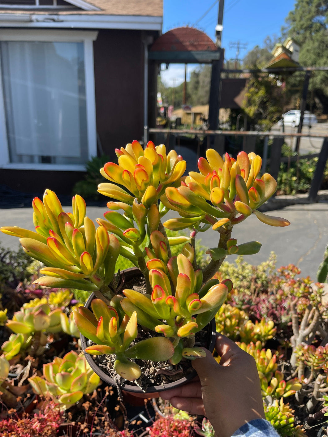 Jade Hobbit Yellow Variegated Rare Plant 6” pot