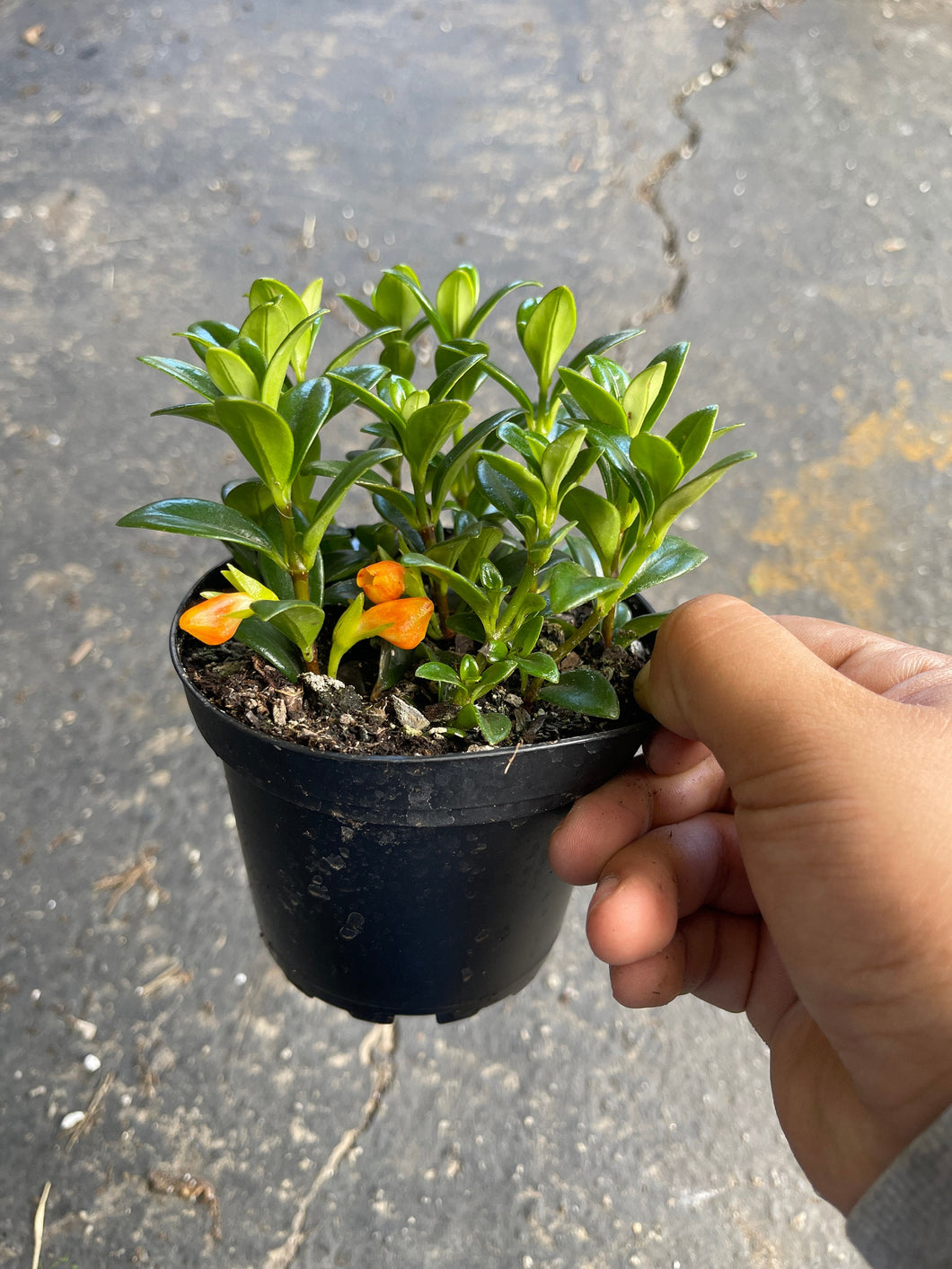 goldfish plant pot Goldfish Plant Nematanthus Live Plant 4'' pot – Dose of Succulents