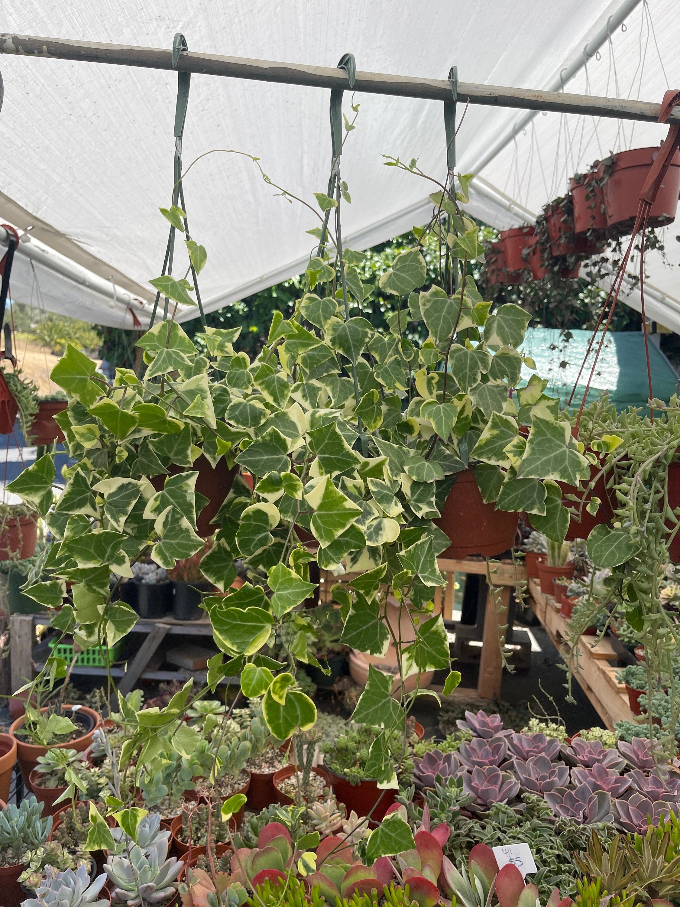 wax ivy succulent Senecio macroglossus ‘Variegatus’