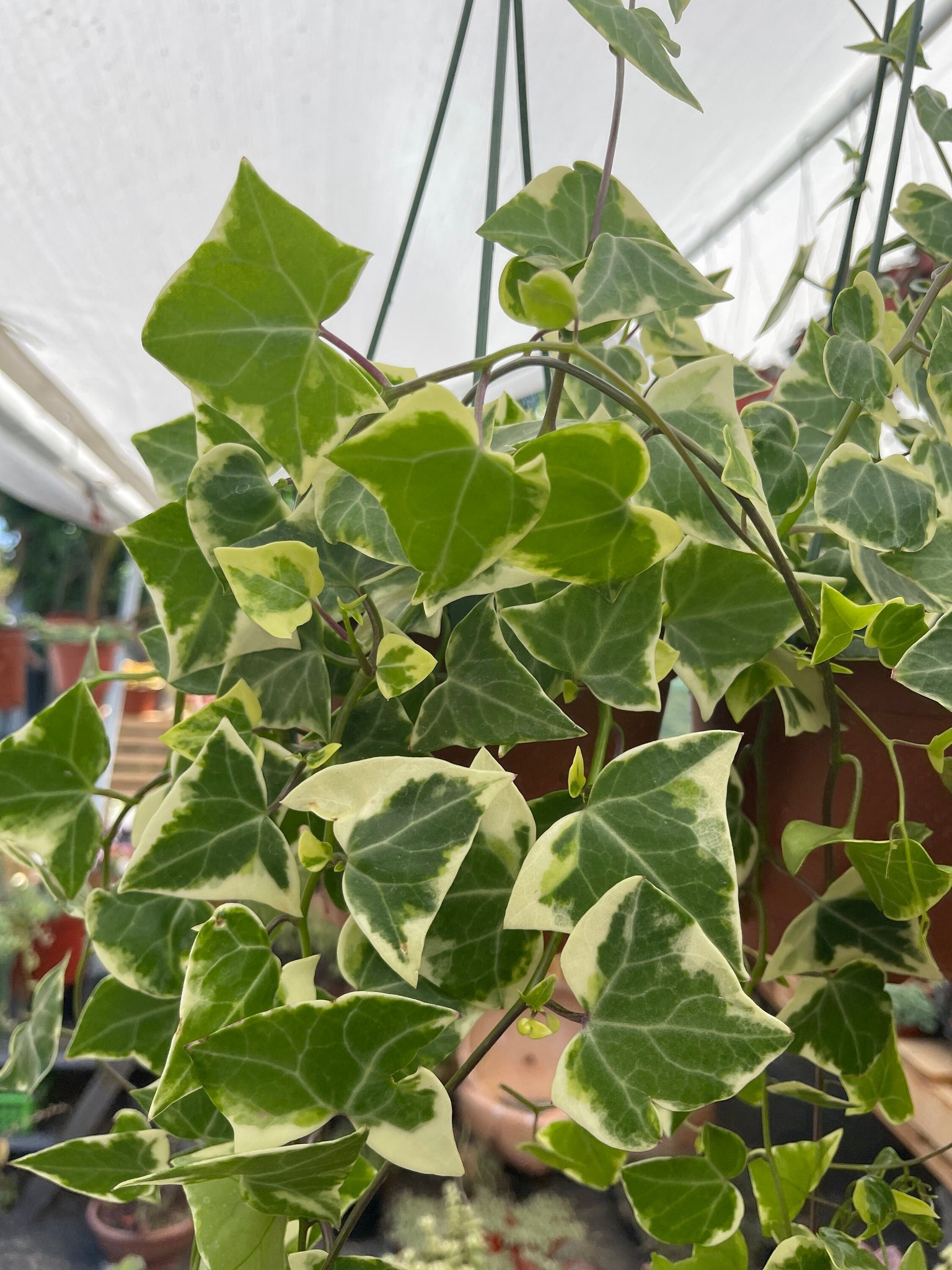 succulent ivy Senecio macroglossus ‘Variegatus’
