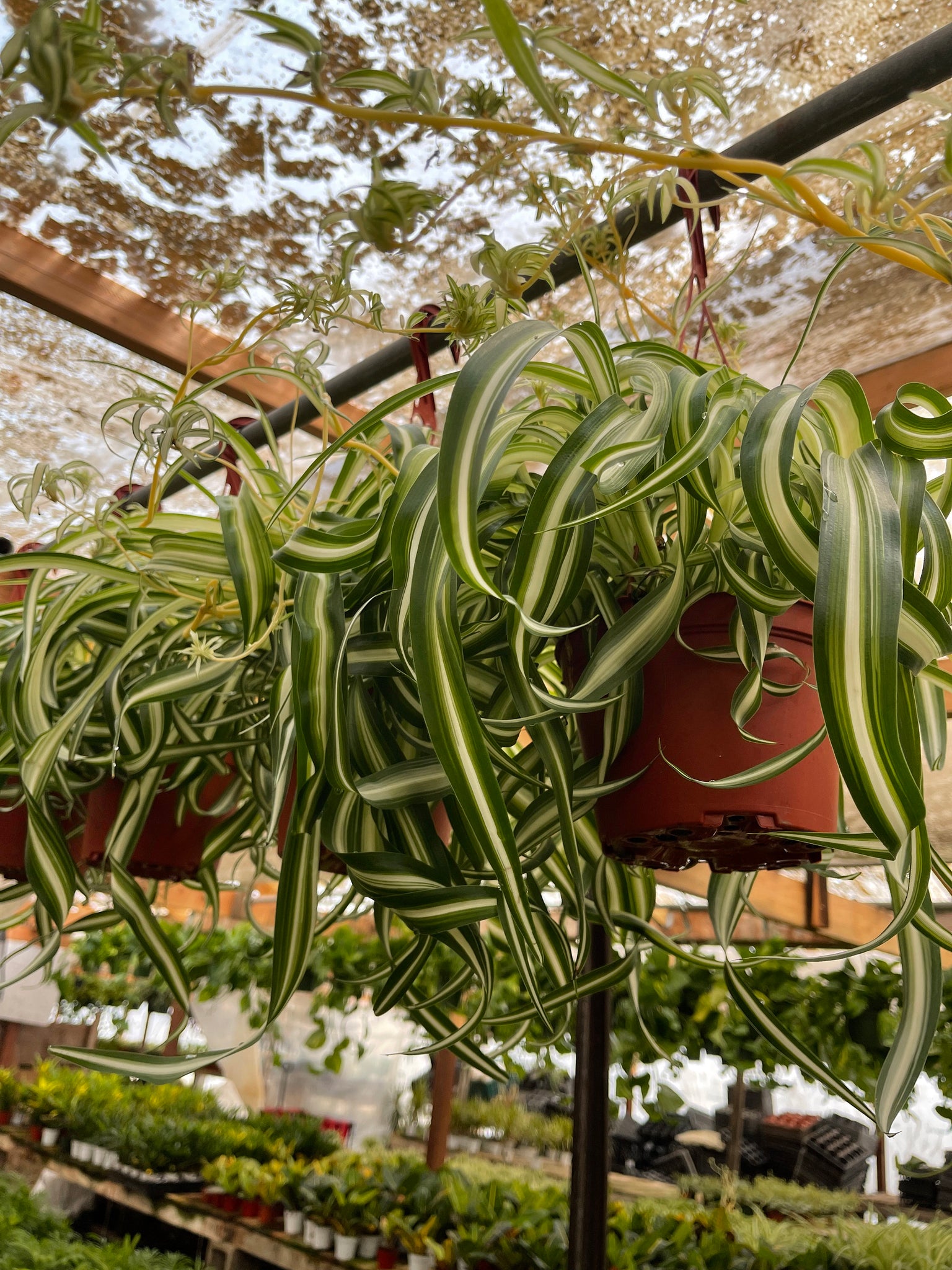 indoor curly plant Spider Plant 'Bonnie' Air Purifying Indoor Plant 6'' Pot Live Plant – Dose of Succulents
