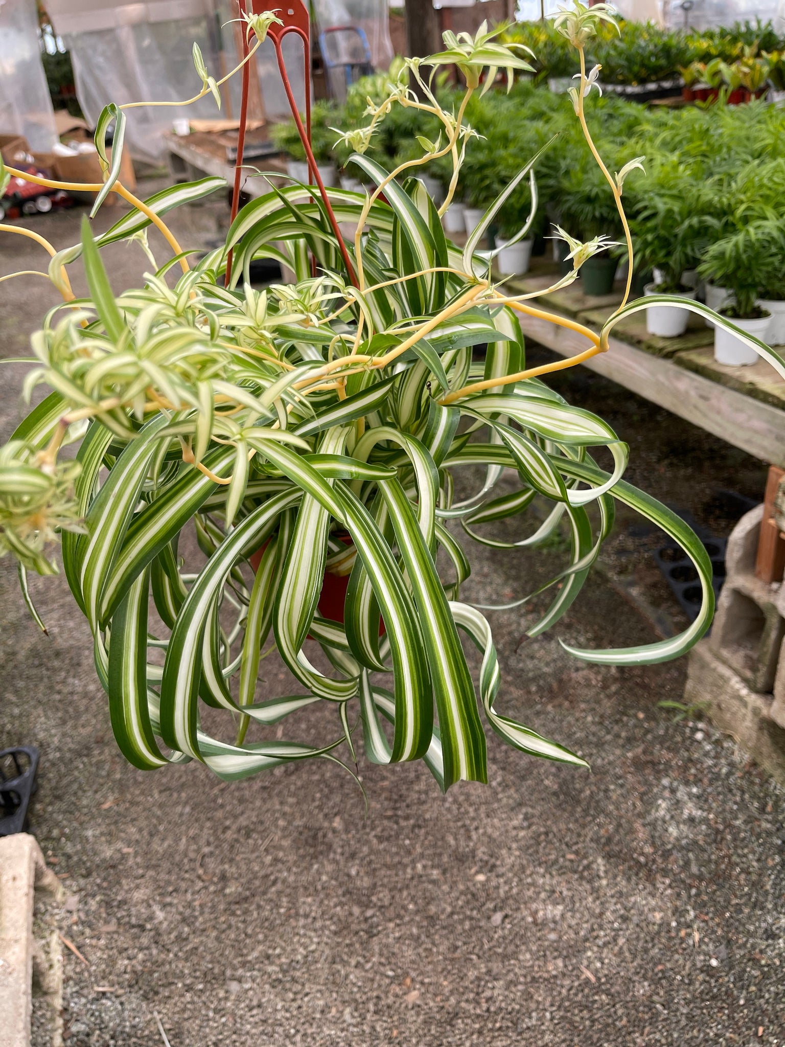 indoor curly plant Spider Plant 'Bonnie' Air Purifying Indoor Plant 6'' Pot Live Plant – Dose of Succulents