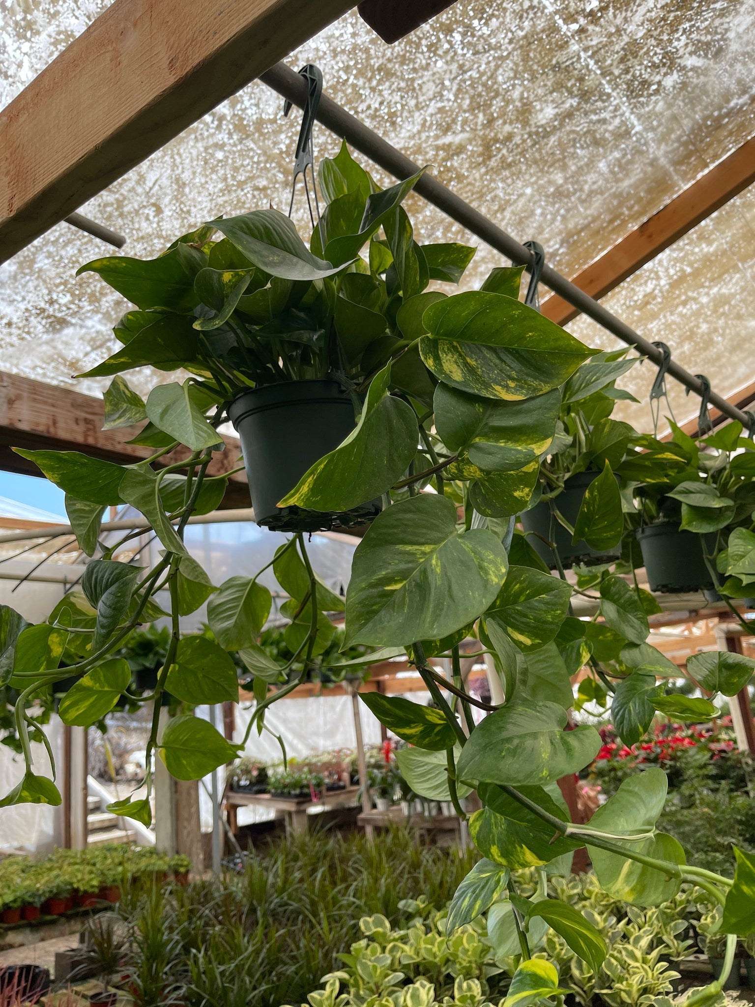 golden pothos cat Golden Pothos Plant Live plant 6” pot – Dose of Succulents