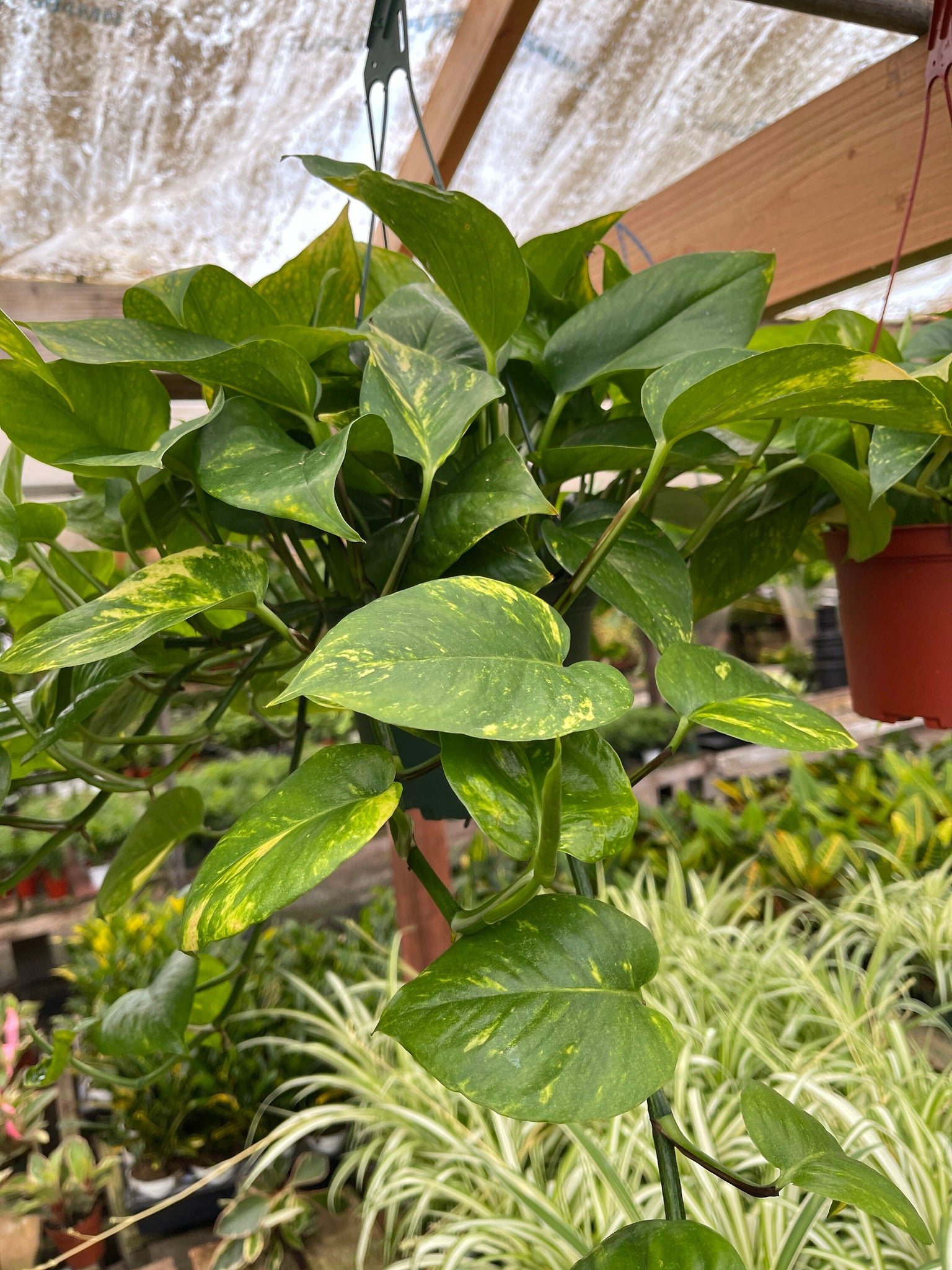 live pothos Golden Pothos Plant Live plant 6” pot – Dose of Succulents