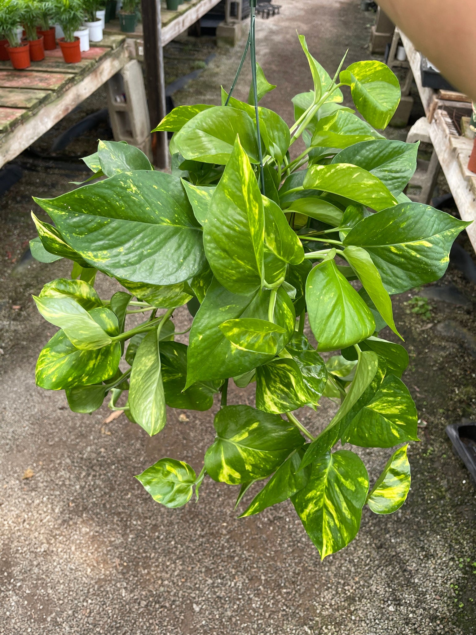pothos plant live Golden Pothos Plant Live plant 6” pot – Dose of Succulents