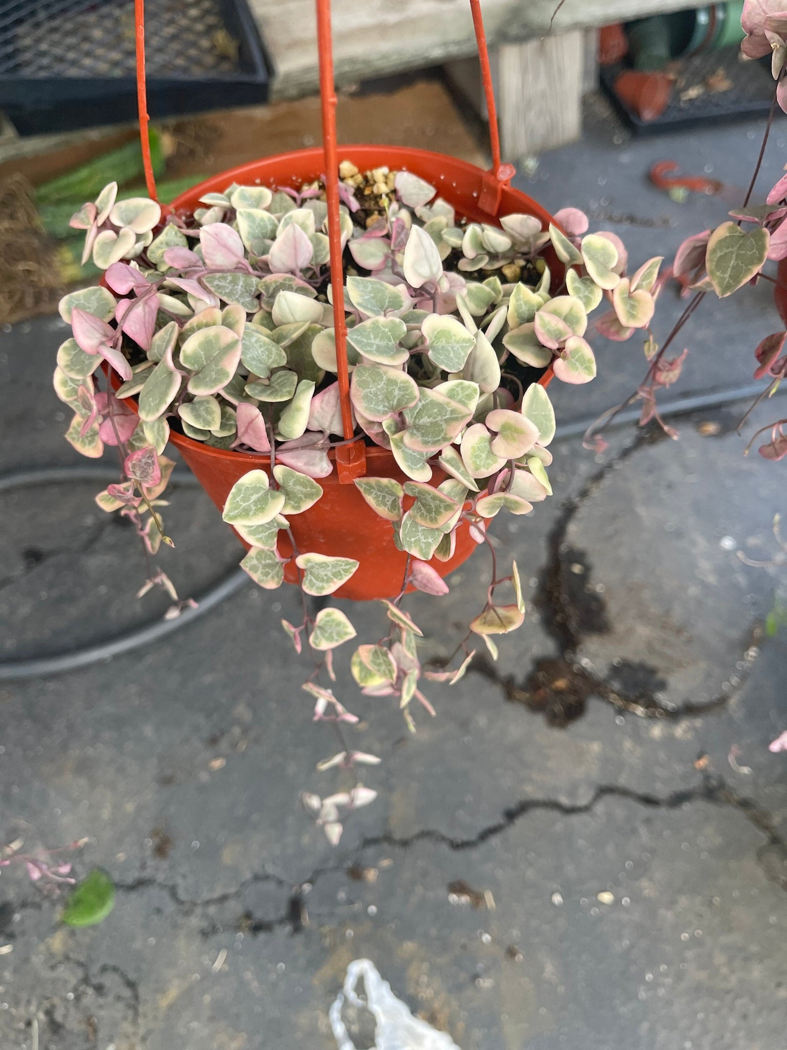 variegated string of hearts succulent String Of Hearts Variegated Trailing