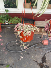 Load image into Gallery viewer, 6” pot Variegated Strings of hearts VSOH