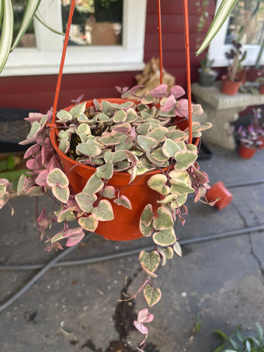 6” pot Variegated Strings of hearts VSOH