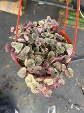 Load image into Gallery viewer, 6” pot Variegated Strings of hearts VSOH