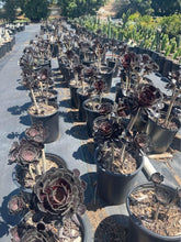 Load image into Gallery viewer, Large Aeonium Black Rose 3 rosettes ! Bare root