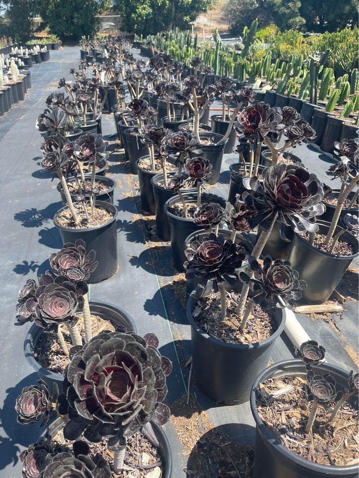 black rose succulent plant Large Aeonium Black Rose 3 rosettes ! Bare root