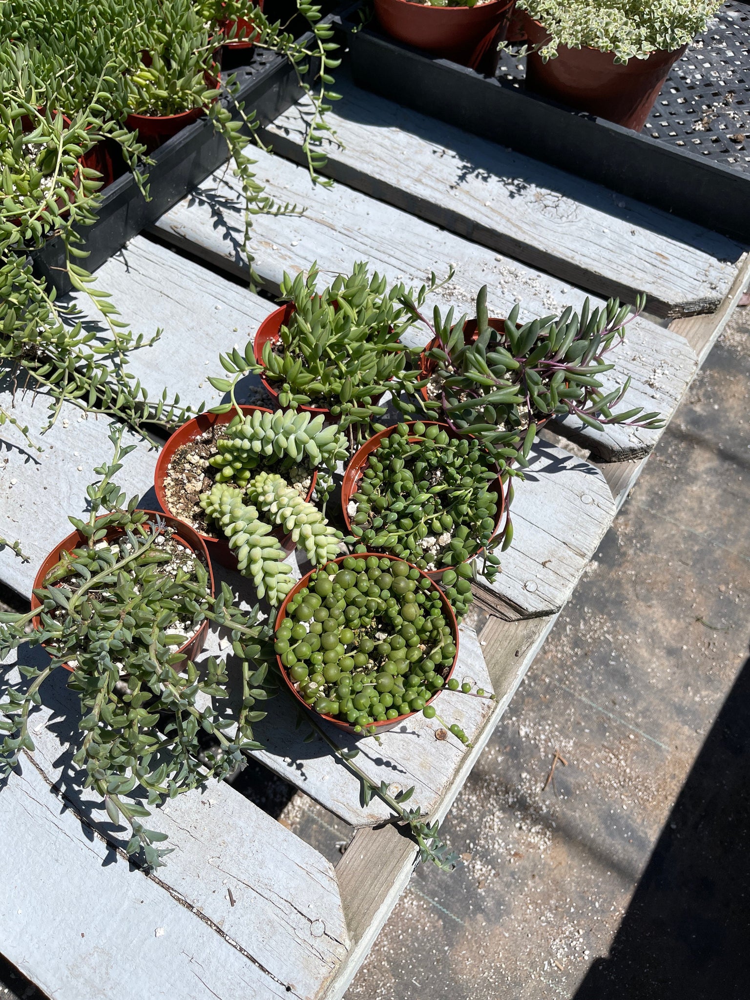 succulent strings Strings of Things Bundle Collection 6 pack : String of Dolphins, Donke – Dose of Succulents