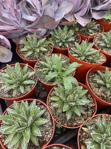 Agave Victoria Reginae green agave white stripes