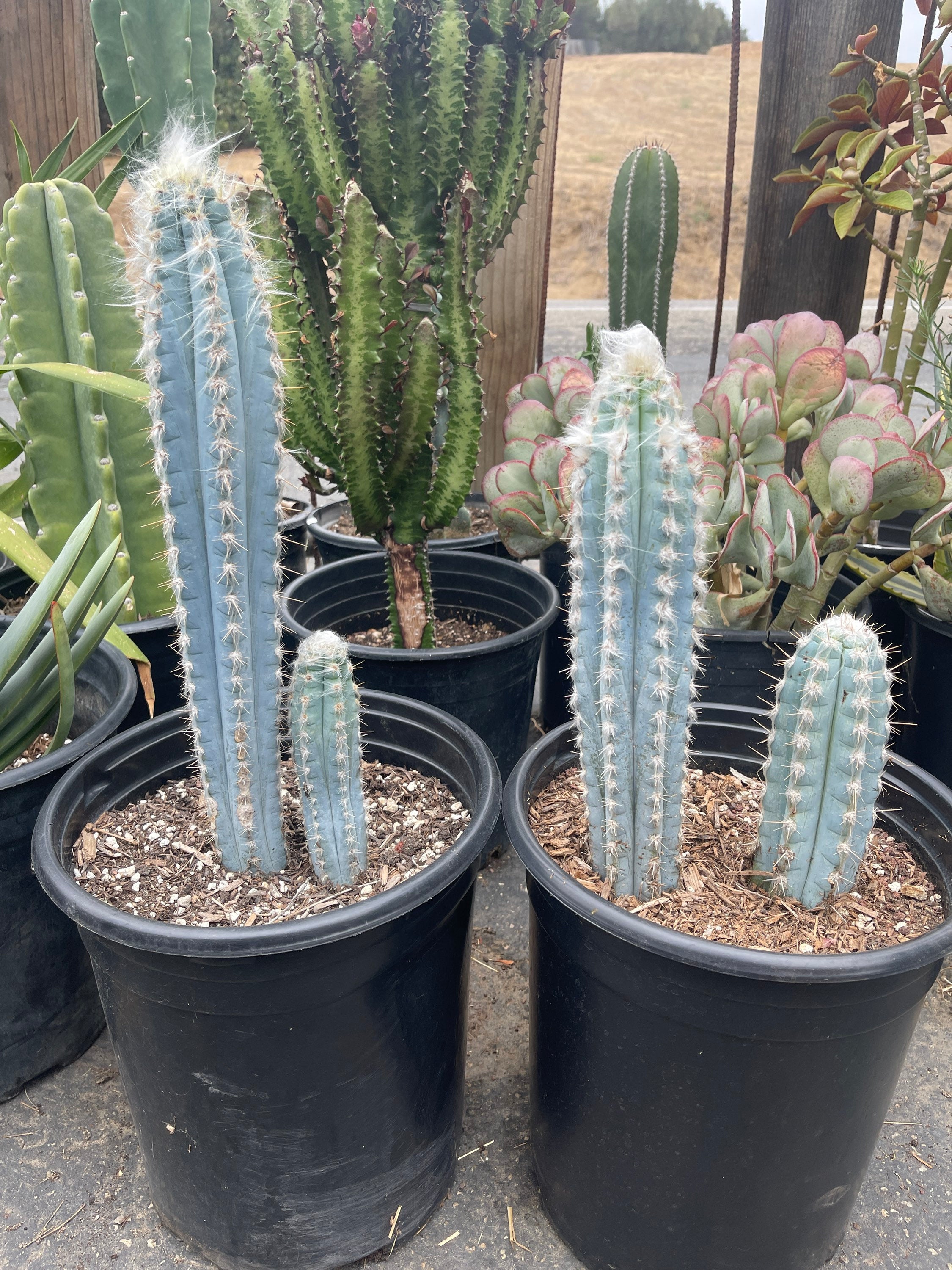 Pilosocereus pachycladus 'スーパーフロッコサス' il_fullxfull.