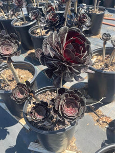 Large Aeonium Black Rose 3 rosettes ! Bare root