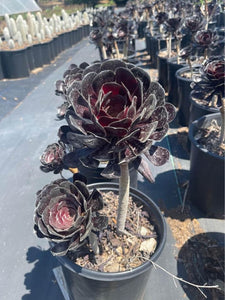 large black succulent Large Aeonium Black Rose 3 rosettes ! Bare root