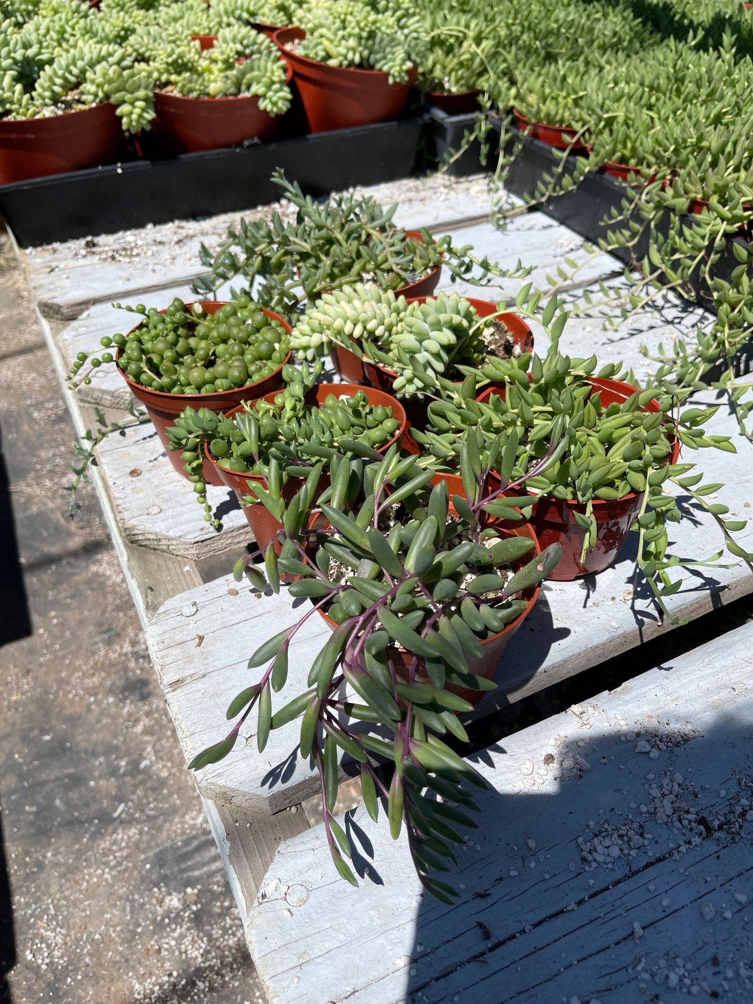 6 pack succulents Strings of Things Bundle Collection 6 pack : String of Dolphins, Donke – Dose of Succulents