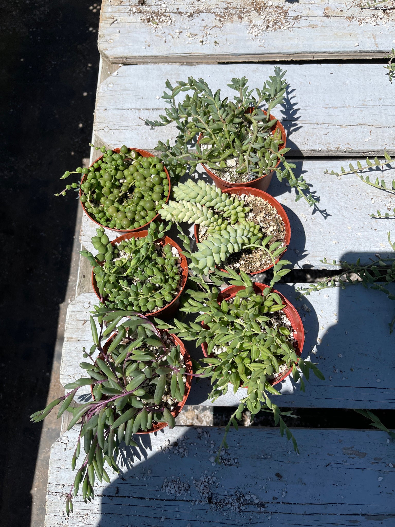 list of string succulents Strings of Things Bundle Collection 6 pack : String of Dolphins, Donke – Dose of Succulents