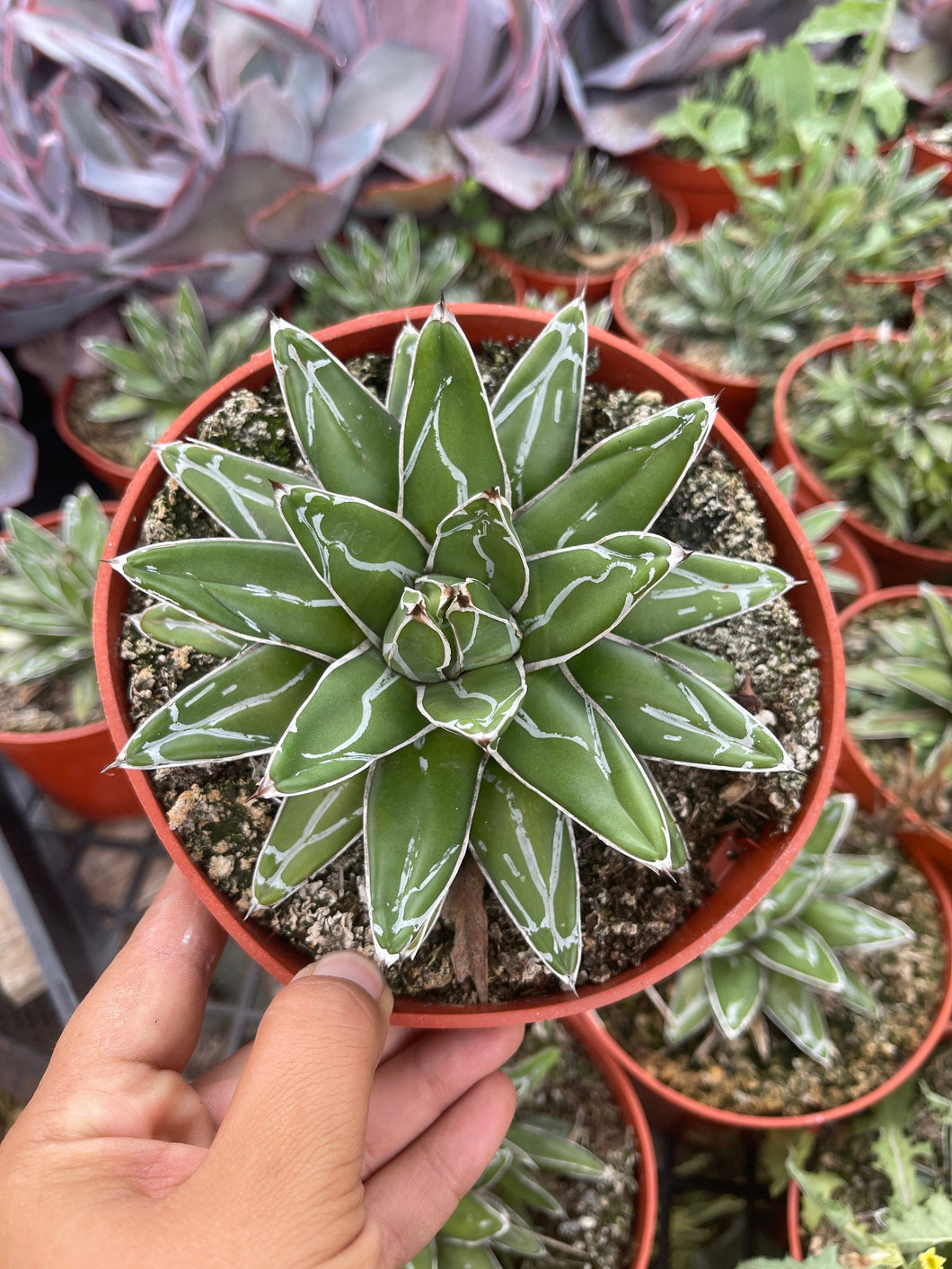 Agave Victoria Reginae green spiky cactus white stripes