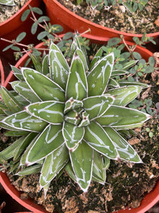 Agave Victoria Reginae  white stripes succulents