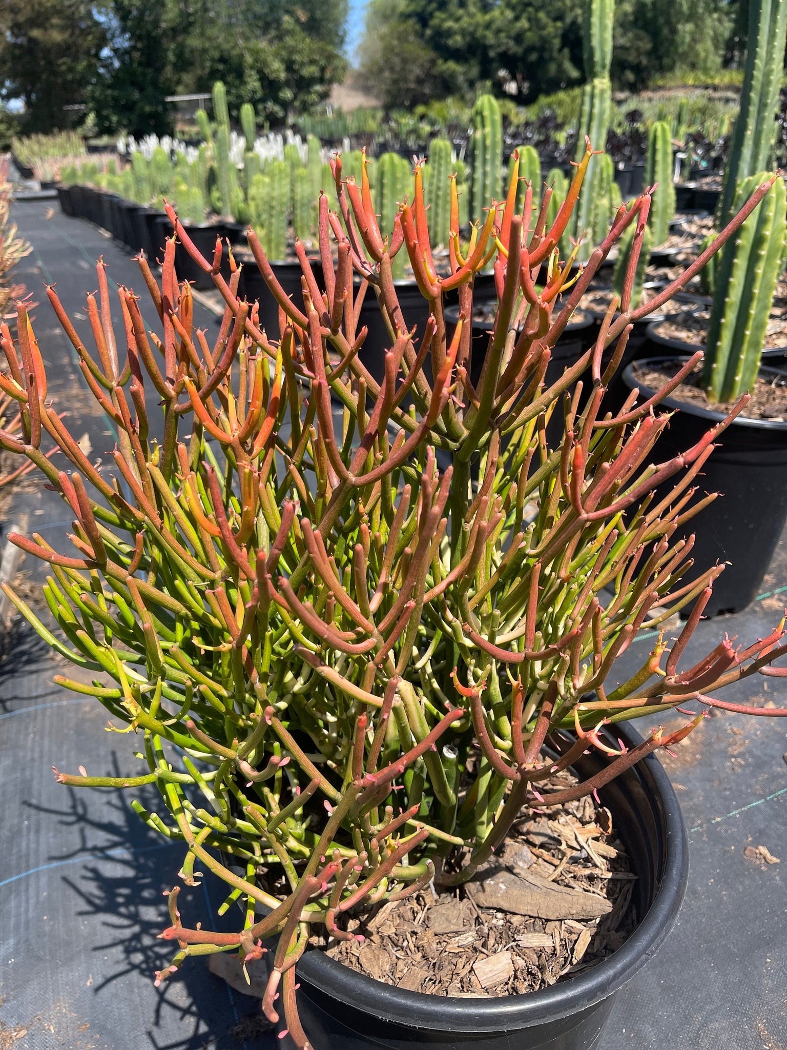 stick succulent Euphorbia Sticks of Fire LARGE PLANT – Dose of Succulents